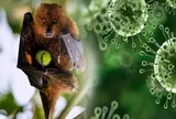 Virus Nipah quay trở lại Ấn Độ: Giới chuyên gia nói gì về nguy cơ xâm nhập Việt Nam?