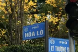 Hoa phong linh nhuộm vàng rực trời Hà Nội