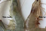 Mẹo "xương máu" phân biệt tôm nuôi và tôm tự nhiên, người bán ít khi tiết lộ