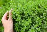 8 loại cây muỗi rất "sợ"