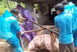 300 tấn heo nhiễm dịch vào trường học: Nguy cơ ngộ độc, ký sinh trùng đáng sợ thế nào?