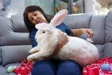 Chú thỏ khổng lồ nặng gần 10kg sống như ông hoàng trong phòng ngủ riêng