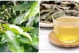 Những người không nên uống nước vối