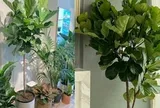 6 lời khuyên dành cho những gia đình đang trồng cây bàng Singapore