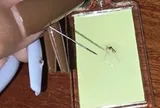 Độc đáo: cô gái khởi nghiệp từ loài côn trùng “ai cũng ghét, thấy là đập” gây sốt mạng xã hội