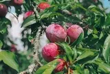 Chuyên gia khuyến cáo số lượng mận tối đa nên ăn mỗi ngày để không hại thận
