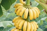 Đừng mua 5 loại chuối này, dù có rẻ đến đâu vì là "chuối được xử lý bằng hóa chất", người bán không dám ăn