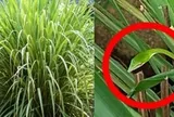 4 lý do nên trồng sả trong nhà