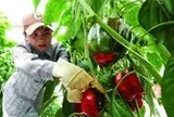Bổ sung vitamin C: Cam không phải lựa chọn duy nhất