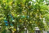 10 loại cây "hút" vượng khí, rất nên trồng trong nhà