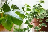 6 loại cây không nên trồng trong nhà