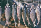 4 loại cá làm tăng nguy cơ mắc ung thư nếu lạm dụng: Thích tới mấy cũng phải hạn chế