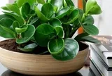 4 lời khuyên dành cho các gia đình đang trồng cây trường sinh