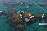 Về Nhơn Hải ngắm cánh đồng rong mơ dưới đáy biển