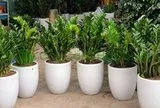Công dụng của cây kim tiền