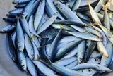 Bác sĩ tiết lộ 5 loại cá bình dân giàu omega-3 không thua cá hồi: Chợ Việt có tất cả