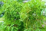 Ít ai ngờ loại cây quen thuộc với người Việt lại có hoạt chất tương tự nhân sâm