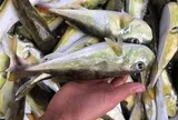 Loại cá chứa độc tố đáng sợ gấp 275 lần xyanua: Nhiều người Việt vẫn chủ quan bắt về ăn