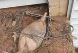 Đặt bẫy bắt kẻ trộm gà, người đàn ông chết lặng khi thấy sinh vật lạ mắc kẹt: Chuyên gia lập tức có mặt