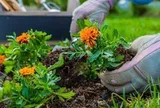 5 loại cây “hút” vận may, nên trồng trong sân nhà