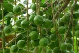 Loại hạt đắt đỏ "bậc nhất thế giới", ở Việt Nam trồng bạt ngàn