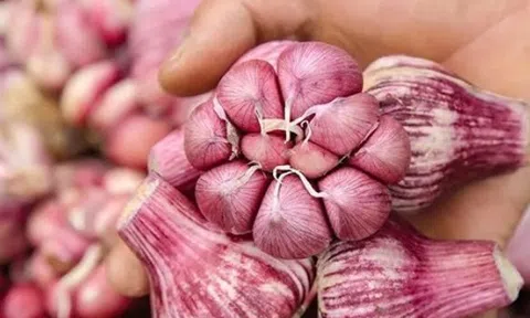 5 loại tỏi tuyệt đối không mua kẻo gây hại sức khỏe