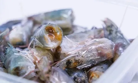 Sợi trắng trong đầu tôm có phải ký sinh trùng?