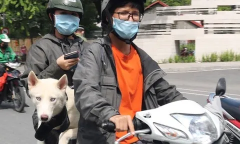 TPHCM: Chủ nuôi chó, mèo phải khai báo với UBND xã, phường, đặc khu