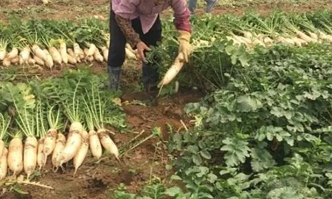 Việt Nam có loại củ được ví như “nhân sâm mùa đông”: Luộc hay kho đều ngon, Đông Y coi là thuốc tự nhiên