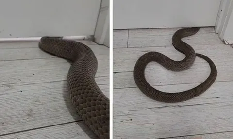 5 thứ "dụ" rắn vào nhà