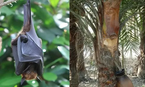 Món nước dễ chứa nguồn lây virus Nipah: Chuyên gia cảnh báo ngon, thèm mấy cũng phải tránh