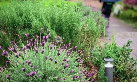 4 loại cây cần ít công chăm sóc nhất: Một khi đã bén rễ thì chẳng thèm “phiền” bạn