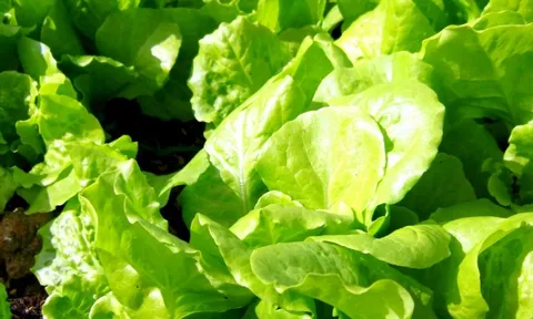 Mỹ đánh giá đây là loại rau “tốt nhất thế giới”, người Việt ăn suốt mà không biết