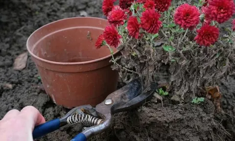 Những loại cây tuyệt đối không được cắt tỉa vào mùa đông