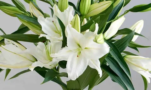 5 loài hoa KHÔNG NÊN trưng bàn thờ Tết: Đẹp nhưng phạm phong thủy, dễ rước xui đầu năm