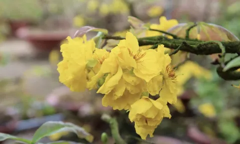 Bất ngờ với giống hoa Tết có tới hàng chục cánh, được giới sành chơi đặc biệt săn đón