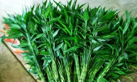 3 loại cây nên đặt trong nhà năm Bính Ngọ