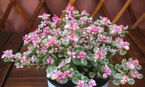 3 loại hoa trưng trong nhà năm Bính Ngọ kích vận "mã đáo thành công"