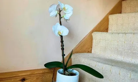 Lan hồ điệp trưng Tết sẽ nở bung rực rỡ khi được đặt ở vị trí này trong nhà