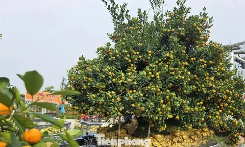 Độc lạ quất đảo vàng, đào chiếc ô