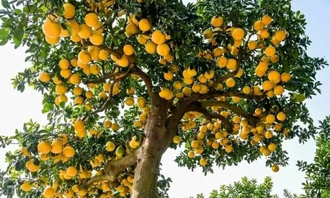 5 loại cây nhất định phải có trong nhà dịp Tết Bính Ngọ