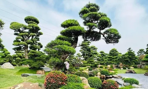 3 loại cây là "báu vật", trồng trong vườn giúp trấn trạch, giữ nhà qua nhiều thế hệ