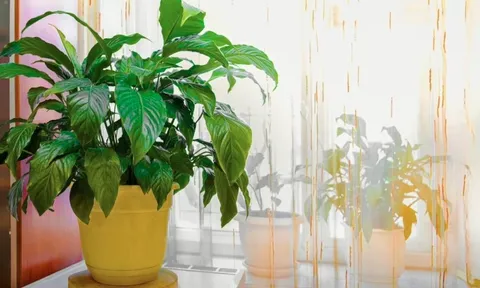 Cây lan ý "rất thích" được đặt ở vị trí này: Làm đúng thì hoa bung nở trắng muốt