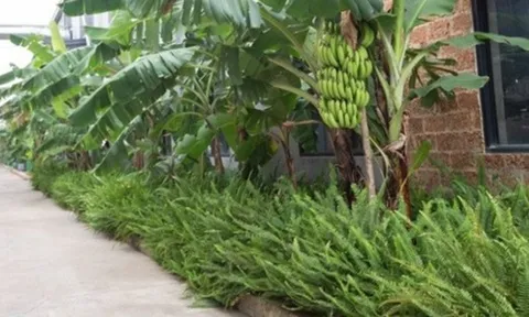 3 loại cây nên tránh trồng trước nhà năm Bính Ngọ