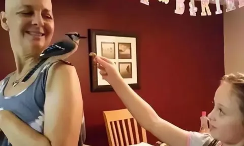 Được cứu sống lúc hấp hối, chú chim nhỏ "trả ơn" người phụ nữ mắc ung thư theo cách bác sĩ cũng ngỡ ngàng
