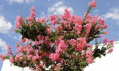 3 loại cây “đại cát đại lợi” nên trồng trong nhà dịp năm mới