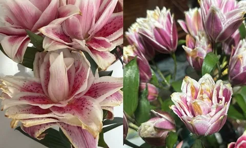 "Kiếp nạn" cắm hoa ly kép ngày Tết: 3 năm đều bị cháy cánh tịt ngòi, hội chị em bóc trần nguyên nhân và hiến kế chọn hoa bất bại