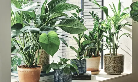 3 loại cây nên trồng ngay đầu năm Bính Ngọ để hút khí độc, tăng sức khỏe