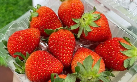 Dâu tây ở siêu thị có thể giữ tươi trong 1 tuần mà không bị thối, dâu tây bạn tự hái lại bị mốc chỉ sau 2 ngày: Câu trả lời không phải là chất bảo quản!