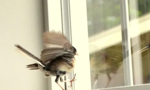 Đầu xuân năm mới: 3 vật vào nhà là điềm báo tốt lành, tiền tài khởi sắc, chớ dại đuổi đi